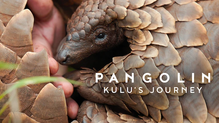 Pangolin: Kulu’s Journey
